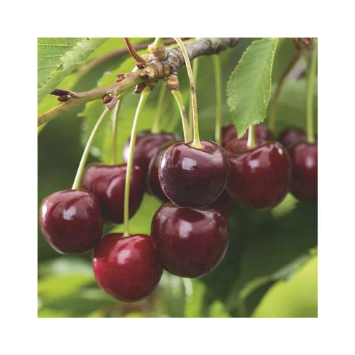 Simple pour le jardin：Cerisier Big. Burlat Lr. Le pot de 12 litres