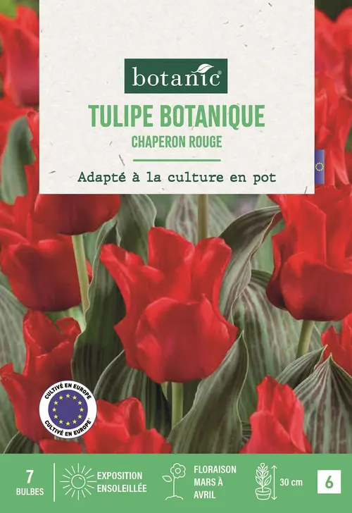 Au service de votre jardin：Bulbes de fleurs Tulipe greigii Chaperon rouge botanic® - 7 bulbes