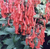 Adapté à votre jardin：Fuchsia du Cap - Le pot de 1 litre