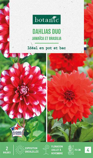 Qualité extérieur：Bulbes de fleurs duo de Dahlias décoratifs nains simples Jamaïca / Brasilia botanic® - 2 bulbes