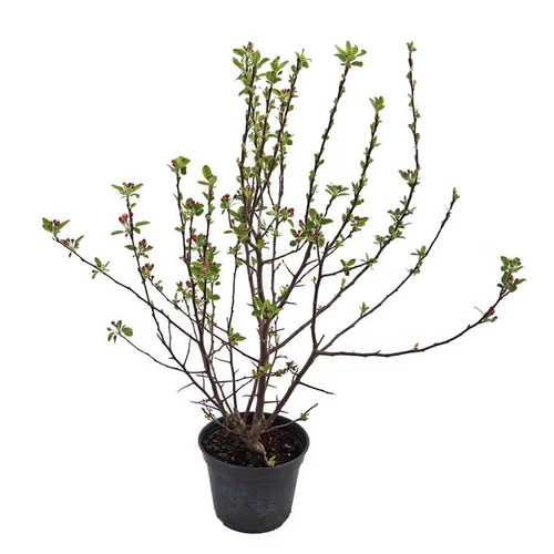 Maison et extérieur:Pommier à fleurs (Malus Everest). Le pot de 5 litres