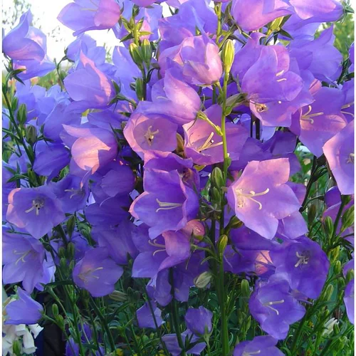Pour un extérieur à votre image:Campanula Persicifolia - Le pot de 2 litres