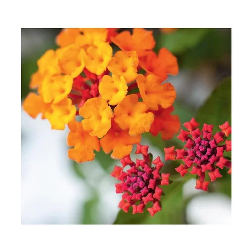 Une sélection pour l’extérieur：Lantana - Le pot de 4 litres