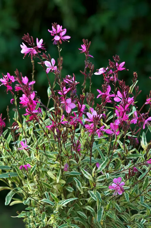 Vie dehors：Gaura ‘Gambit Variegata Rose’ - Le pot de 2 litres