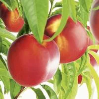 Bien utile au jardin：Nectarinier Fantasia. En racine nue, forme gobelet
