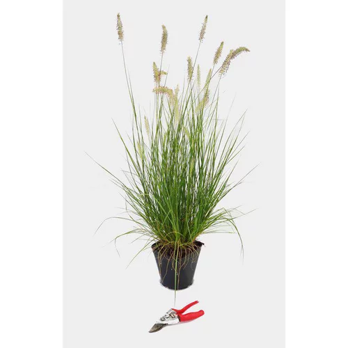 Style jardin:Pennisetum Alopecuroides Hameln Touffe en pot de 3 L vert