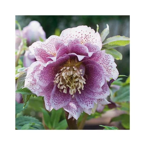 Accessoire au jardin:Hellébore (ou Rose de Noël) double rose - Le pot de 0,75 litres