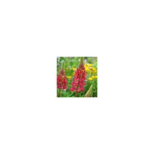 Facile au jardin:Lupin nain - Le pot de 6 litres