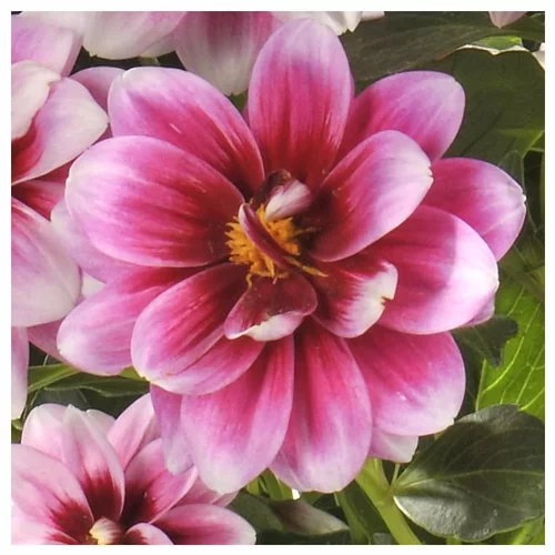 Durable au jardin：Dahlia nain. Le pot de 16/21 cm