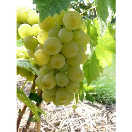 Indispensable au jardin:Vigne Serval Blanc. Le pot de 5 litres