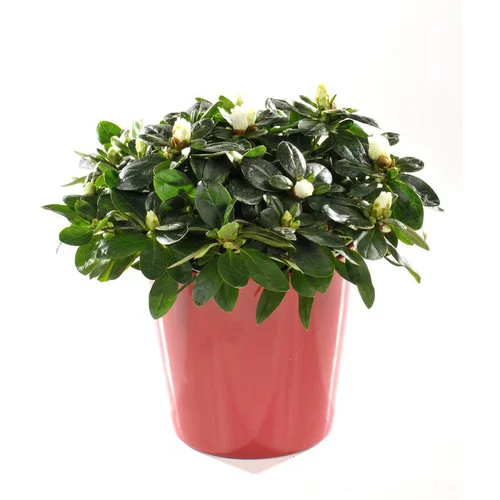 L’allié de vos extérieurs:Azalée christine avec cache-pot. Le pot de 13 cm