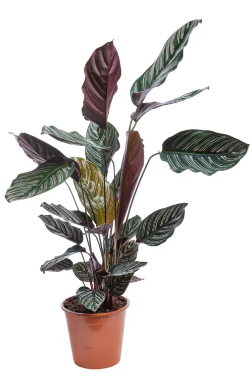 Pour vos moments au jardin:Calathea Ornata rose. Le pot Ø 14 cm