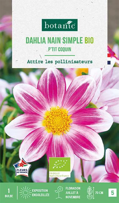 Un atout pour vos extérieurs：Bulbe de fleurs Dahlia nain simple Ptit coquin bio botanic® - 1 bulbe
