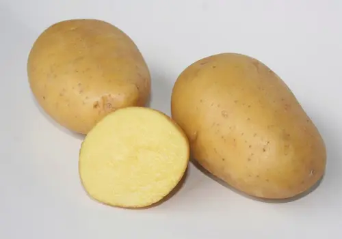 Utile jardin：Sachet de pommes de terre maïwen calibre 28/35 Clisson - 1,5 kg