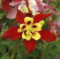 Un essentiel du jardin：Ancolie - Le pot de 2 litres