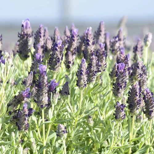 Pour un jardin bien organisé:Lavande stoechas bandera violette en pot de 2 L