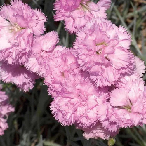 À découvrir pour l’extérieur：Oeillet Nain Rose double - Le pot de 9 x 9 cm