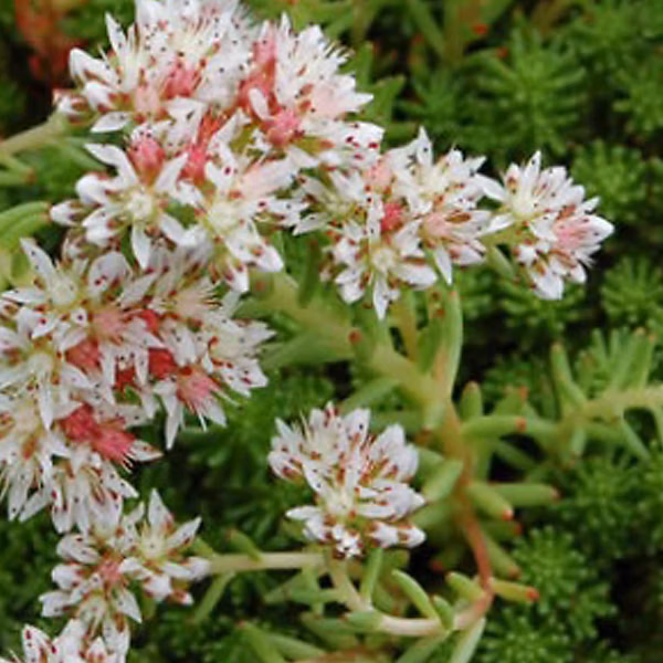 6 x Orpin lydium | Sedum lydium – godet 9cm x 9cm