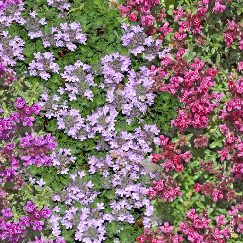 Pour vos envies de jardin：Thym En Melange Bio. Le pot de 1 litre