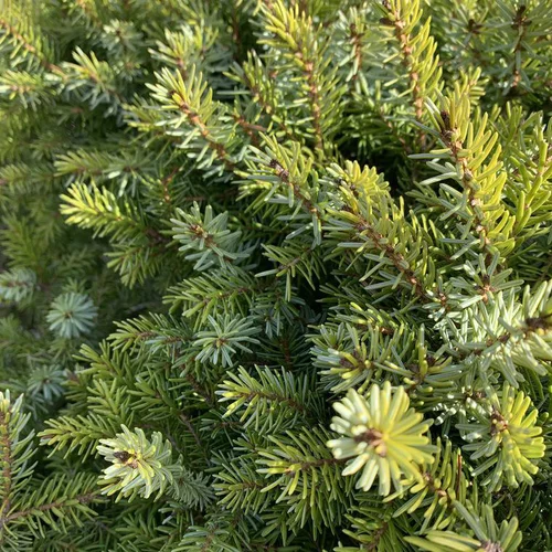 Pour la maison et le jardin:Épicéa de Serbie nain vert. Le pot de 30 litres