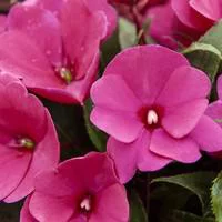 À avoir au jardin：Impatiens de Nouvelle Guinée - La coupe de 27 cm