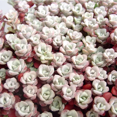 Extérieur essentiel:Sedum Sapthulifolium 'Purpureum' - Le pot de 1 litre