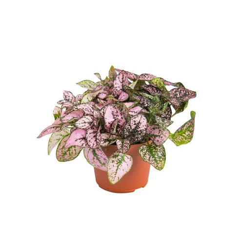 Pour votre espace vert:Hypoestes en pot Ø 6 cm