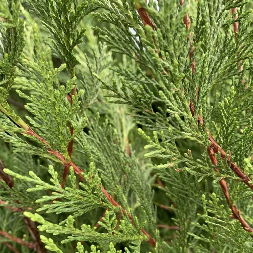 Pour embellir le jardin:Cyprès de Leyland vert. Le pot de 4,5 litres, 270/250 cm