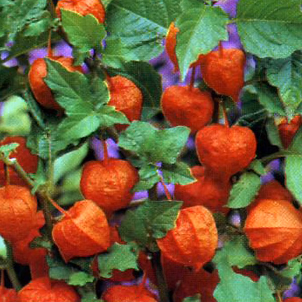 6 x Amour en cage 'Franchetii' – Physalis alkekengi Franchetii, godet 9cm x 9cm