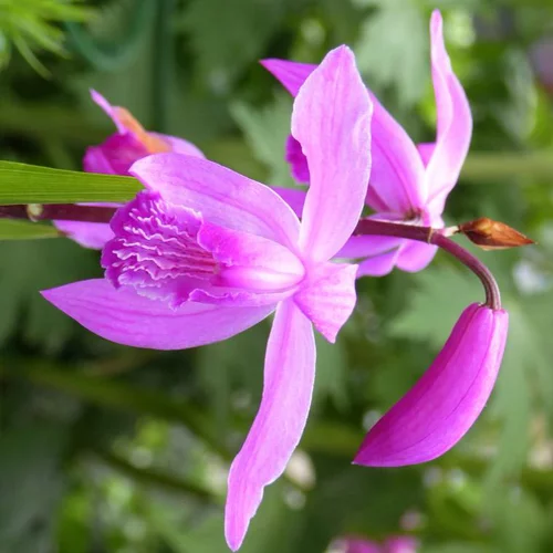 Pour votre quotidien：Bletilla Striata - Le pot de 2 litres