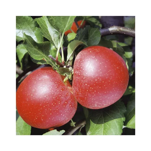 Jardin facile:Pommier Reinette Grise Du Canada. Le pot de 12 litres forme 1/2 tige