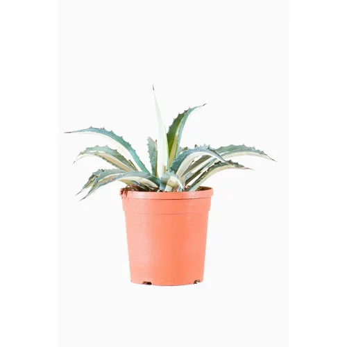 Jardin quotidien：Agave Lophantha Quadricolor en pot de 15 L Jaune