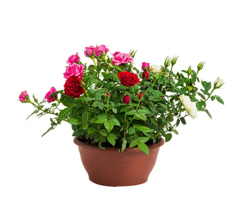 Jardin en douceur：Rosier coupe multicolore – Pot de 23 cm de diamètre