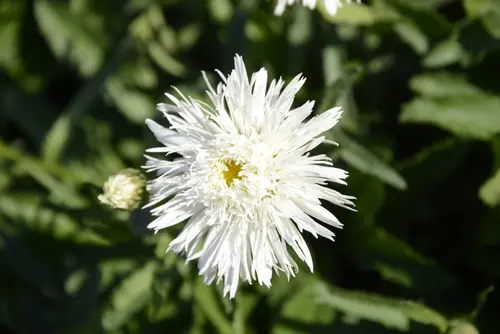 Pour valoriser vos extérieurs:Marguerite d’été ‘Santé’ - Le pot de 2 litres