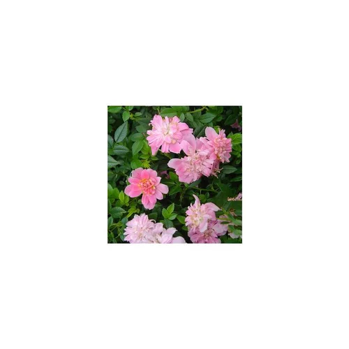 Pour valoriser votre jardin:Mini rosier Rozenn mini - La barquette de 6 plants