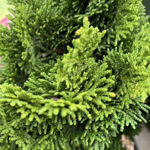 Pour tous vos besoins extérieurs:Cyprès du Japon nain vert. Le pot de 5 litres, 40/50 cm