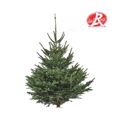 Adapté au jardin：Sapin de Noël naturel coupé Label Rouge Nordmann - de 200 à 250 cm