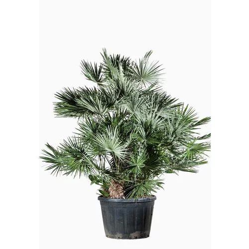 Une idée maline pour le jardin：Chamaerops Humilis ou Palmier nain en pot de 130 L