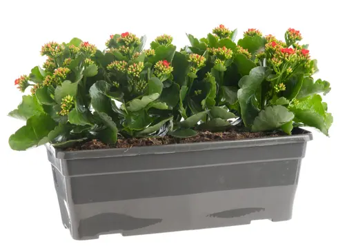 Pour un extérieur bien organisé：Kalanchoé en jardinière - 40 cm