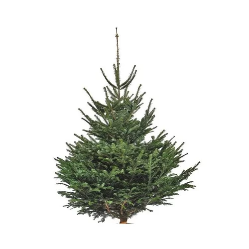 Utile pour l’extérieur：Sapin de Noël naturel coupé Nordmann