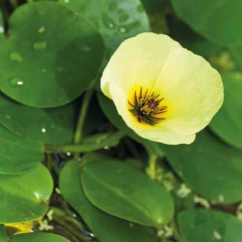 Jardin bien-être：Houttuynia cordata caméléon pot de 3 litres