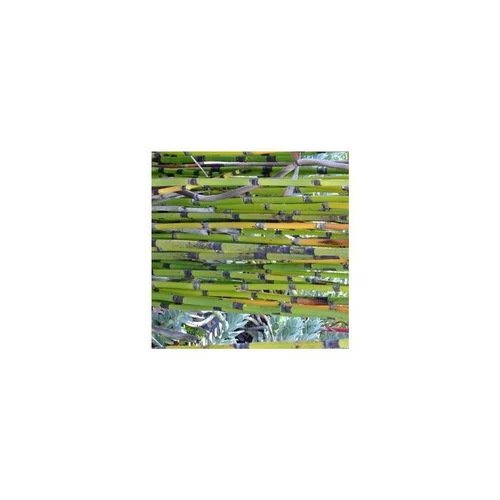 Extérieur nature：Equisetum Japonicum - Le pot de 2 litres