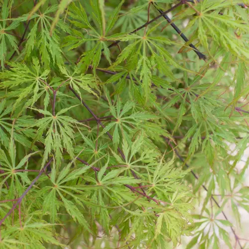 Une sélection pensée pour le jardin:Érable du Japon Acer Palmatum disectum flavescens. Le pot de 3 litres