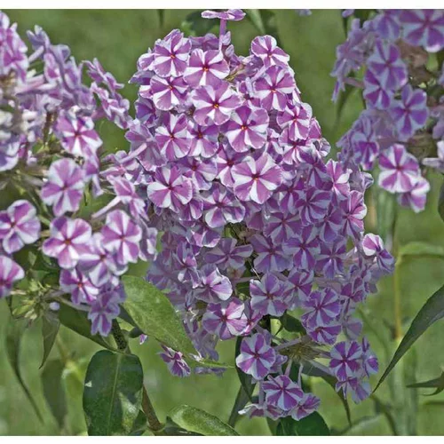Jardin expert：Phlox Maculata Rose et blanc - Le pot de 9 x 9 cm