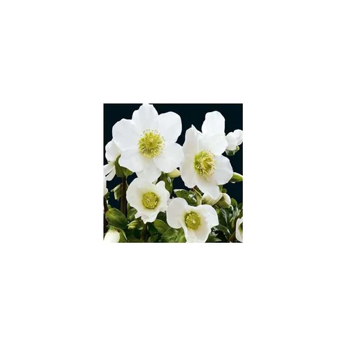 Déco jardin：Hellébore (ou Rose de Noël) NIGER - Le pot de 1 litre