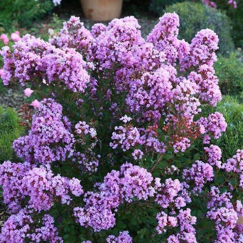 Pour créer votre univers jardin：Lagerstroemia Indica With Love Eternal violet. Le pot de 4 litres