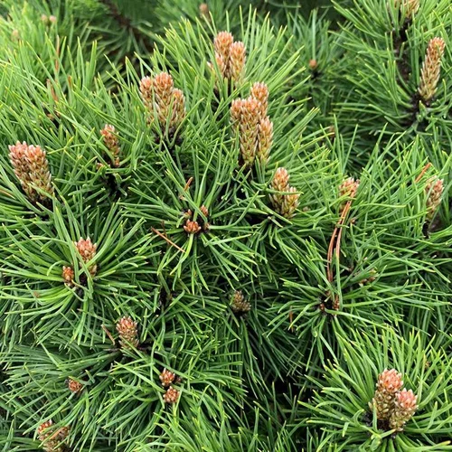 Pour votre espace vert：Pin noir nain (Pinus Nigra) Marie Bregeon tige. Le pot 10 litres