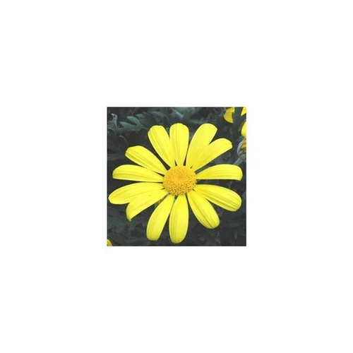 Solution nature：Euryops Pectinatus - Le pot de 1 litre