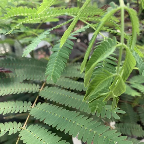 Idéal pour vos extérieurs：Albizia Julibrissin Ombrella Boubri rose. Le pot de 15 litres, forme ½ tige
