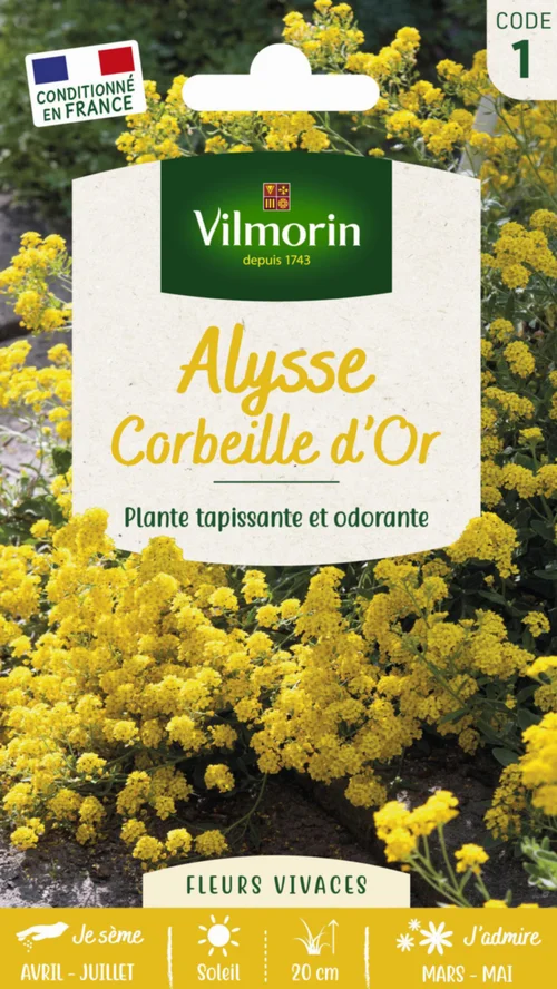 Confort extérieur：Alysse Corbeille d'Or Vilmorin - graines à semer